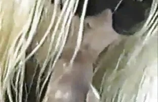 XXX Lông sex nhật moi sao hút Săn súng lớn, hai lỗ của các diễn viên.