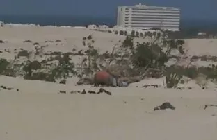 XXX Brown, đồ mặt nạ da phim sex nhat ban moi đen trung